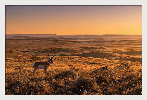 Pronghorn Buck At Sunset