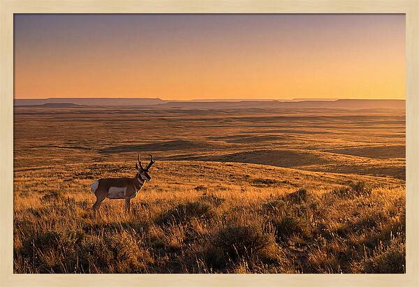 Pronghorn Buck At Sunset