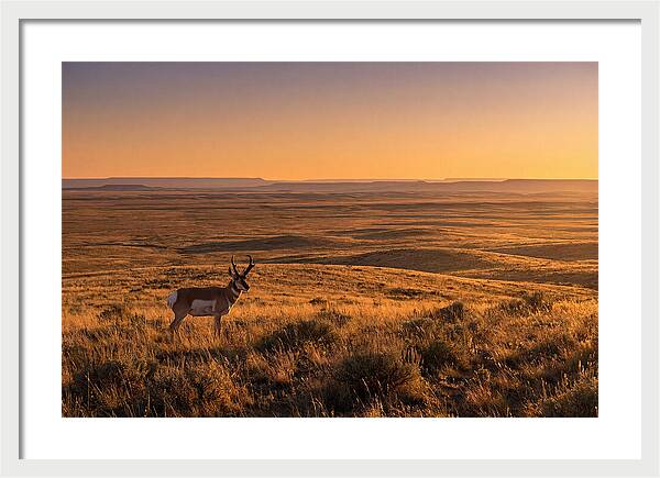 Pronghorn Buck At Sunset