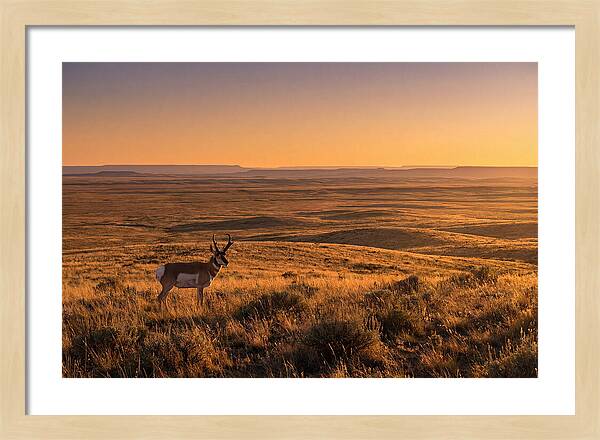 Pronghorn Buck At Sunset