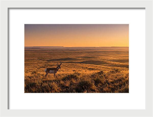 Pronghorn Buck At Sunset