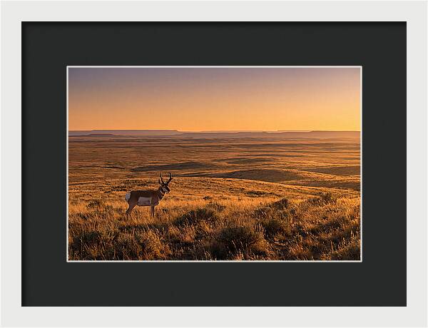 Pronghorn Buck At Sunset