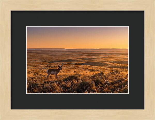 Pronghorn Buck At Sunset