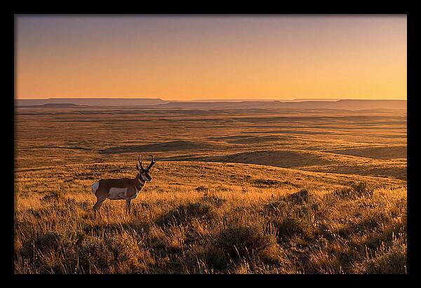 Pronghorn Buck At Sunset