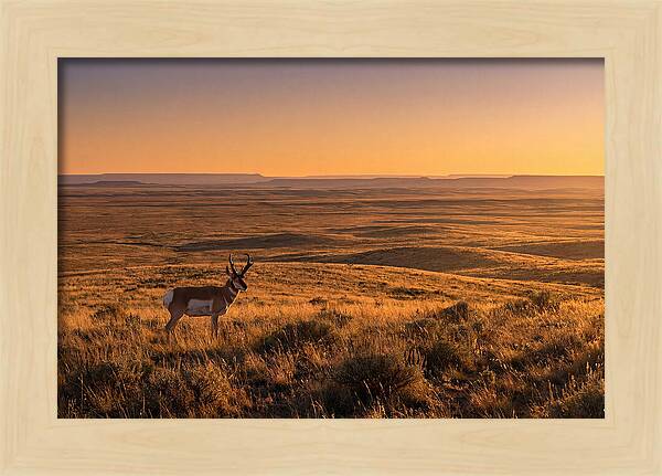 Pronghorn Buck At Sunset