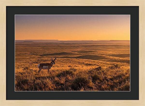 Pronghorn Buck At Sunset