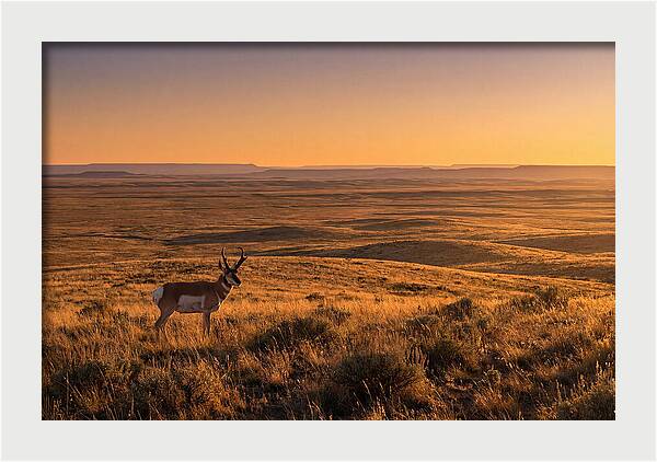 Pronghorn Buck At Sunset