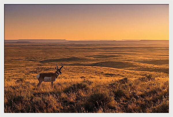 Pronghorn Buck At Sunset