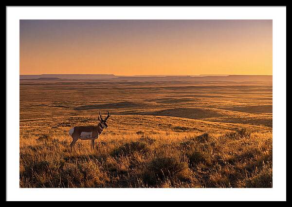 Pronghorn Buck At Sunset