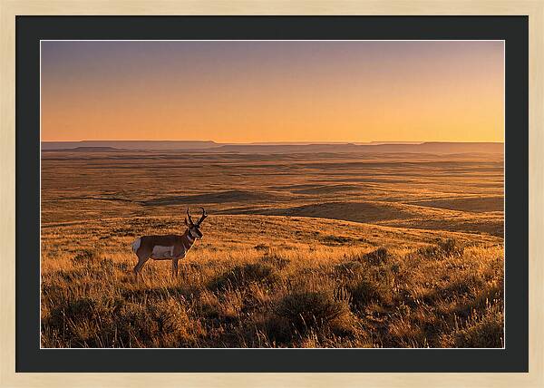 Pronghorn Buck At Sunset