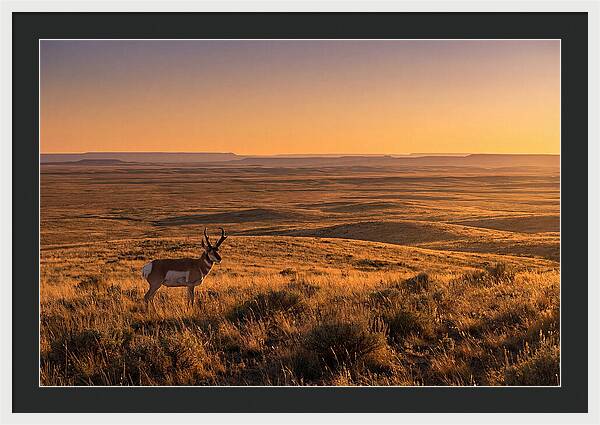 Pronghorn Buck At Sunset