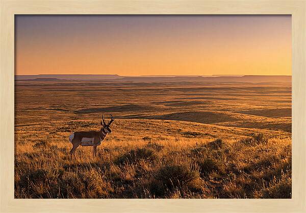 Pronghorn Buck At Sunset