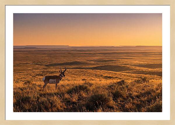Pronghorn Buck At Sunset