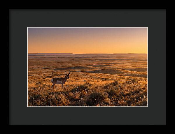 Pronghorn Buck At Sunset