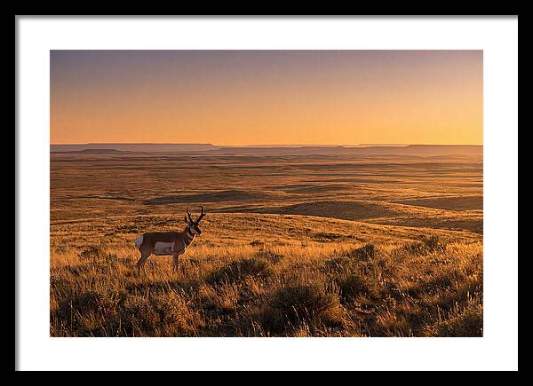 Pronghorn Buck At Sunset