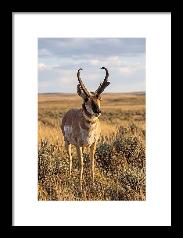 Pronghorn Buck In The Wild