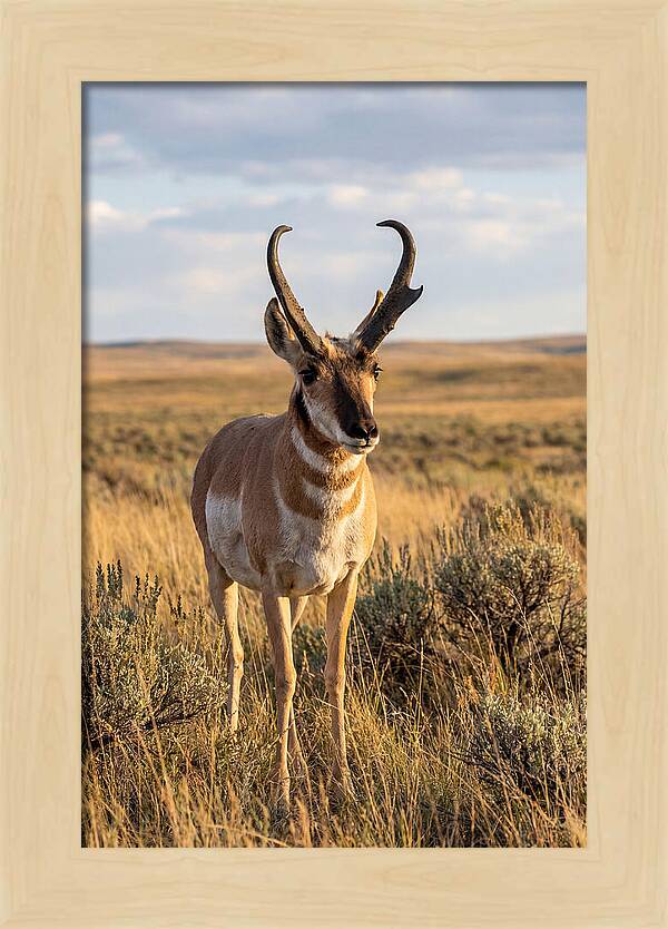 Pronghorn Buck In The Wild