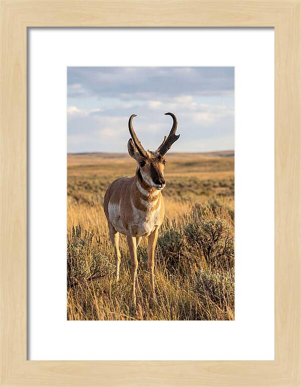 Pronghorn Buck In The Wild