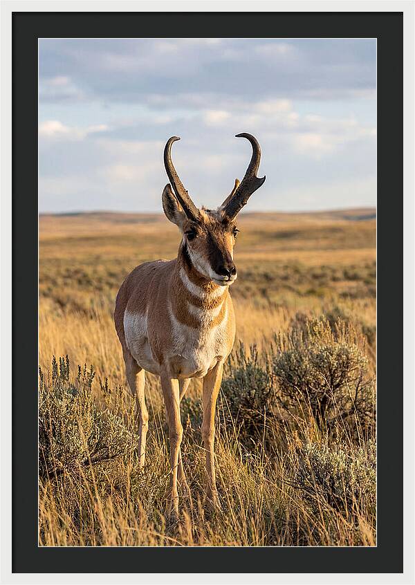 Pronghorn Buck In The Wild