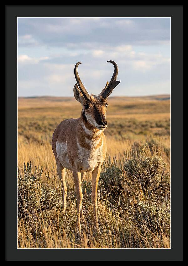 Pronghorn Buck In The Wild