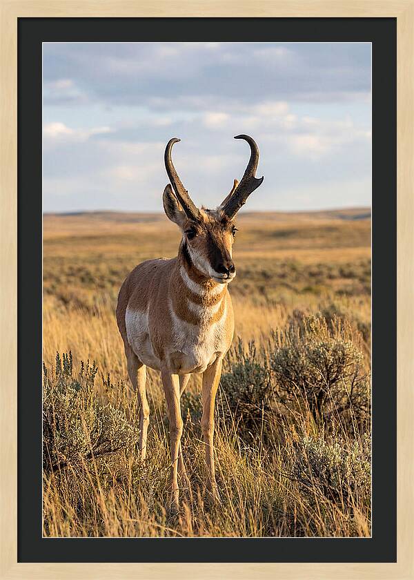 Pronghorn Buck In The Wild