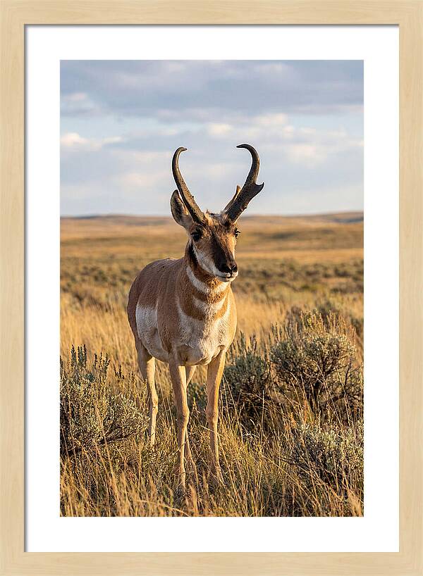 Pronghorn Buck In The Wild