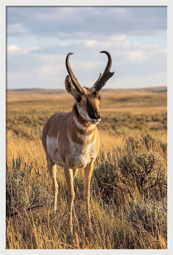 Pronghorn Buck In The Wild