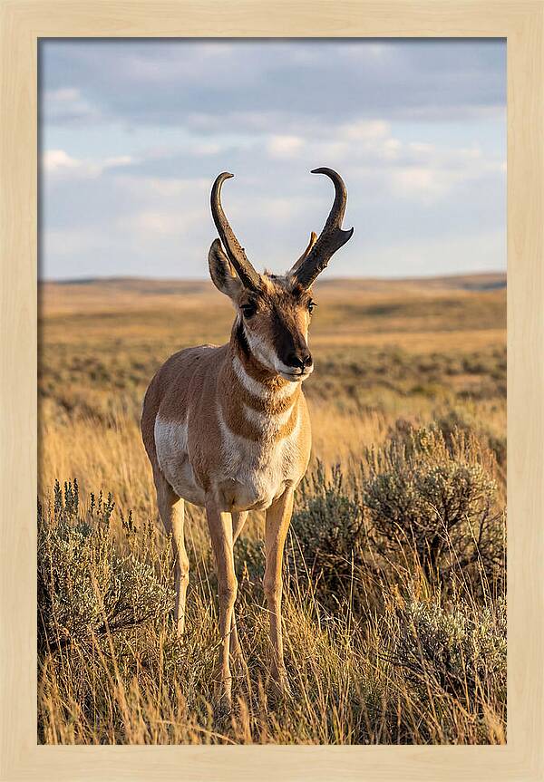 Pronghorn Buck In The Wild