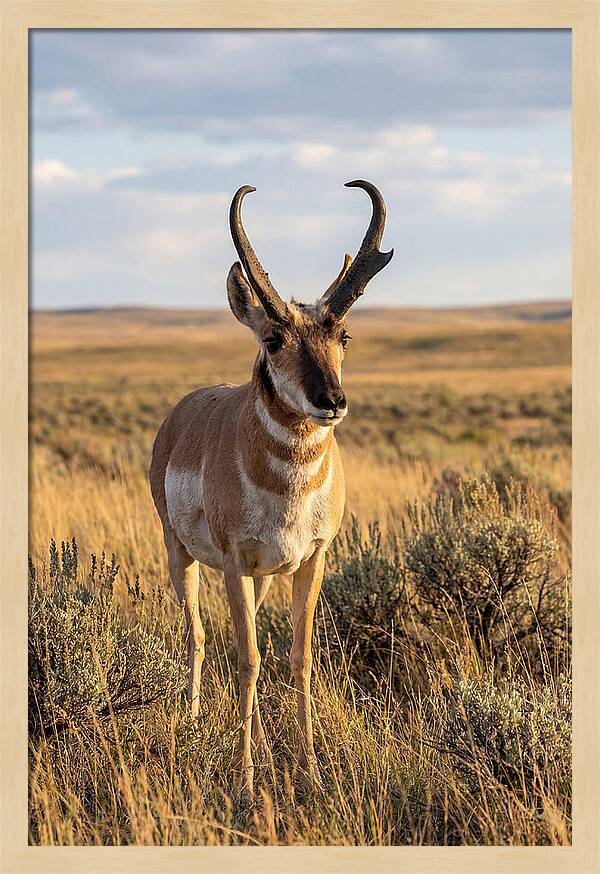 Pronghorn Buck In The Wild