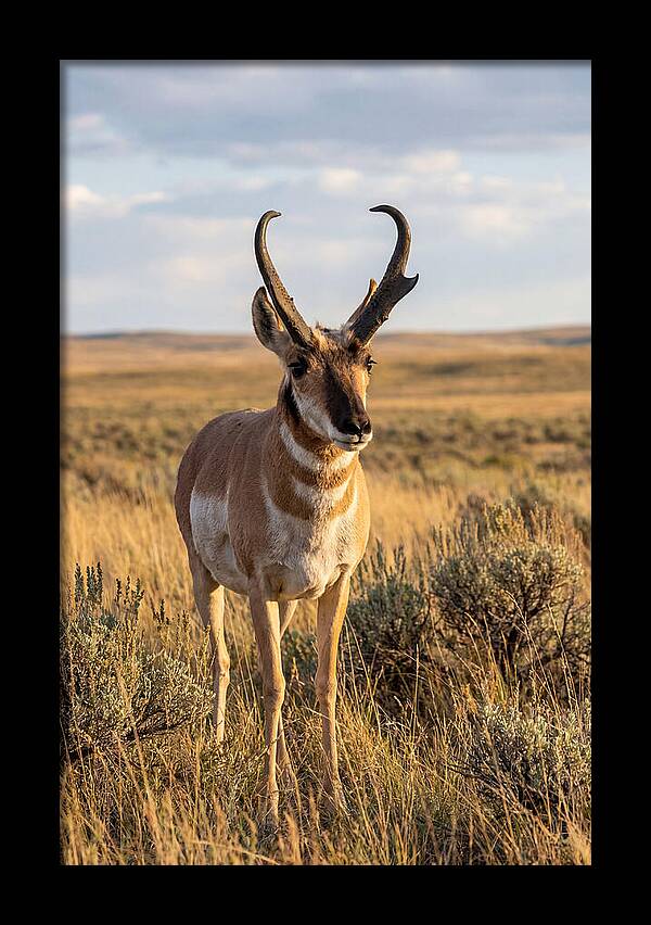 Pronghorn Buck In The Wild