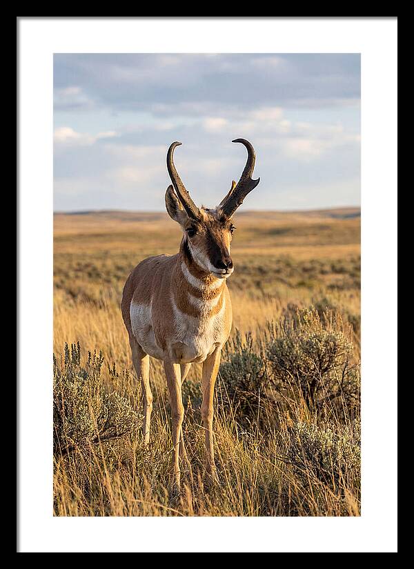 Pronghorn Buck In The Wild
