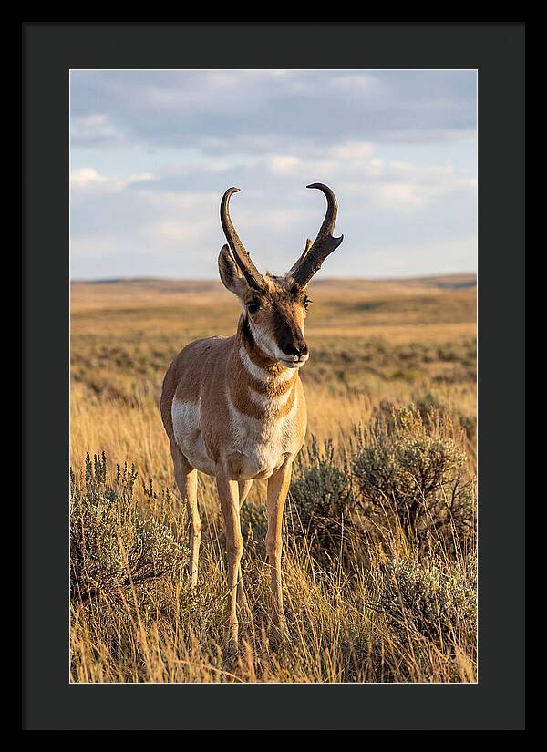 Pronghorn Buck In The Wild