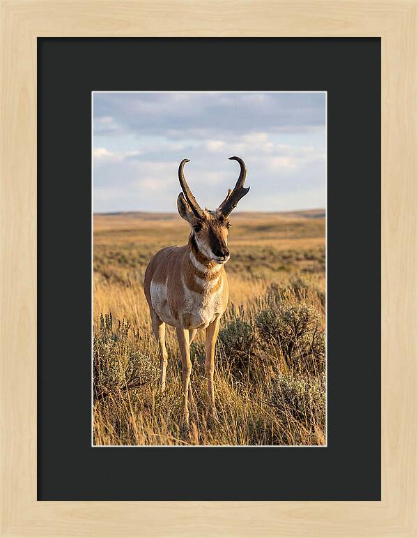 Pronghorn Buck In The Wild