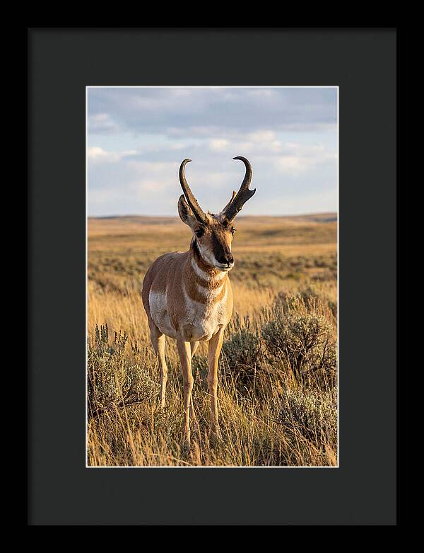 Pronghorn Buck In The Wild