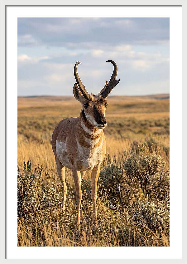 Pronghorn Buck In The Wild