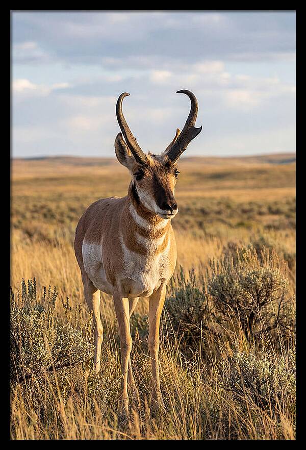 Pronghorn Buck In The Wild