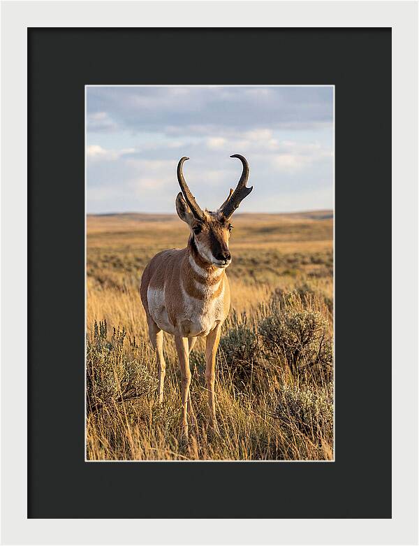 Pronghorn Buck In The Wild