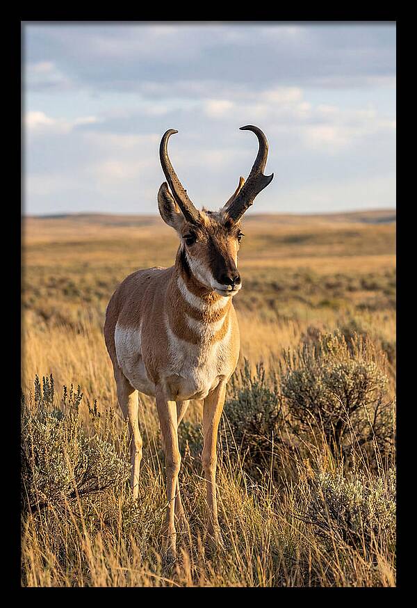 Pronghorn Buck In The Wild