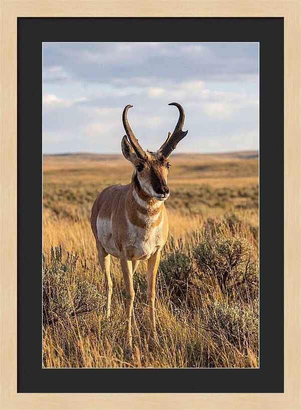 Pronghorn Buck In The Wild