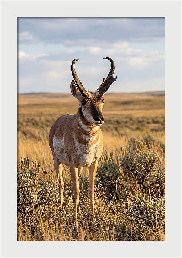 Pronghorn Buck In The Wild