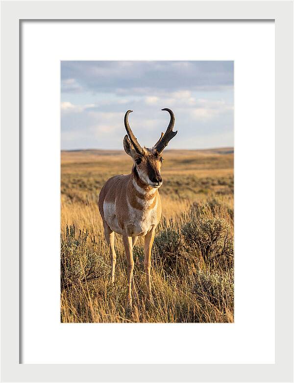 Pronghorn Buck In The Wild