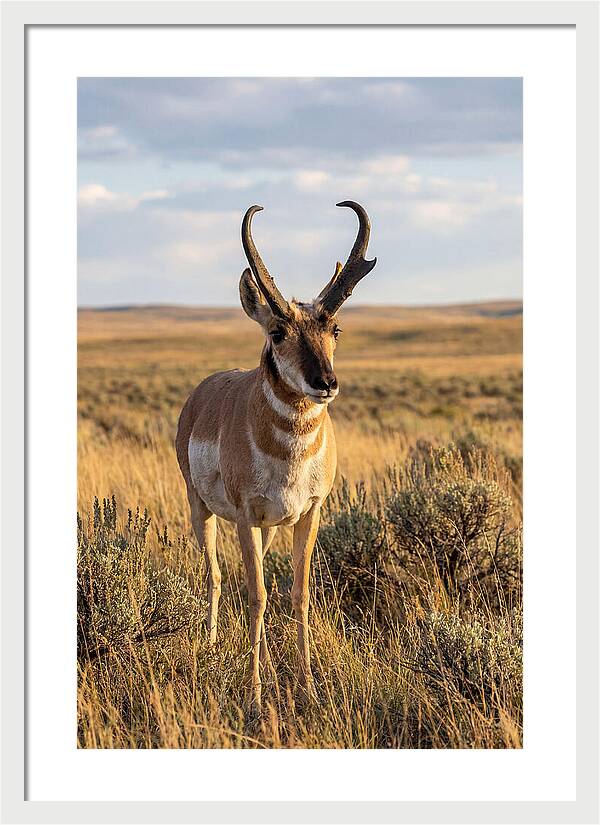 Pronghorn Buck In The Wild