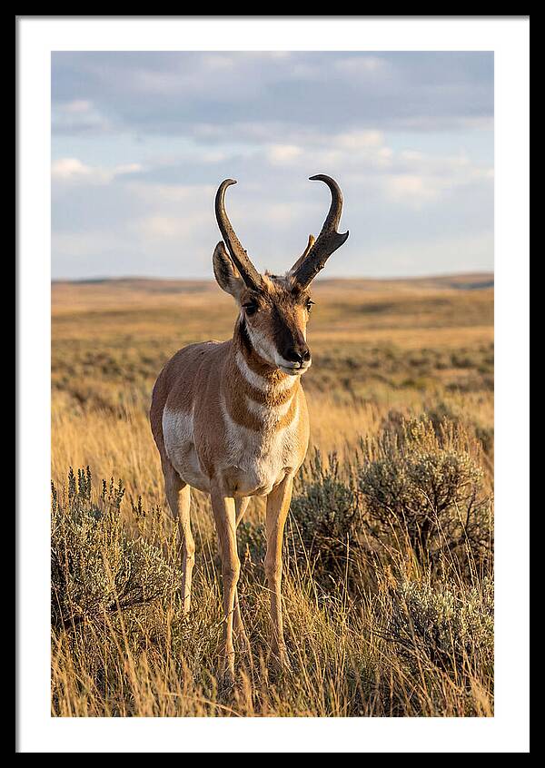Pronghorn Buck In The Wild