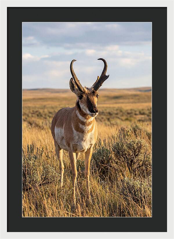 Pronghorn Buck In The Wild