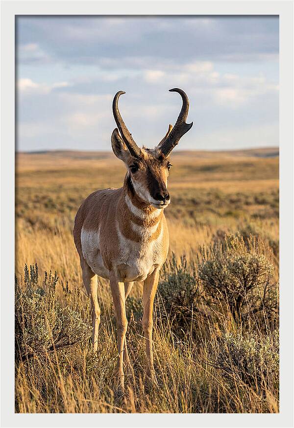 Pronghorn Buck In The Wild