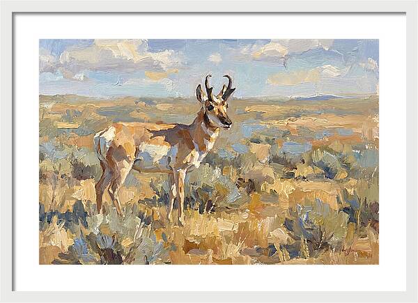 Pronghorn In The Wild