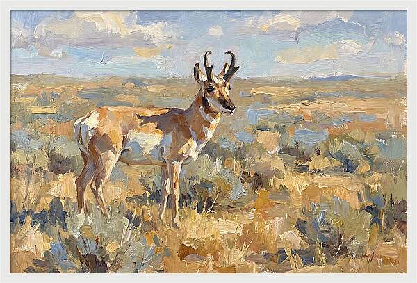 Pronghorn In The Wild