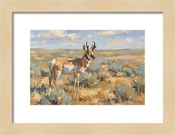 Pronghorn In The Wild