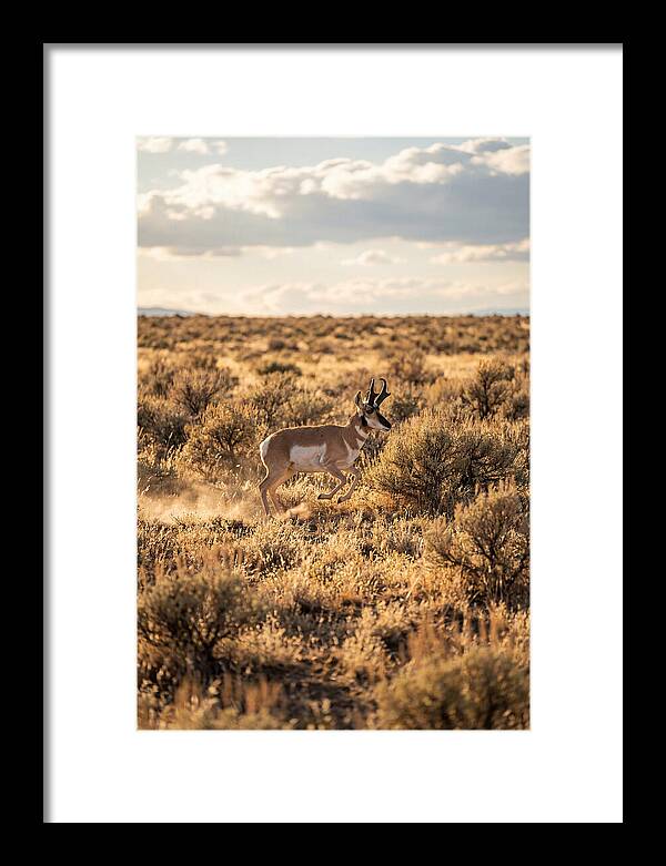 Pronghorn Sprinting Across Prairie