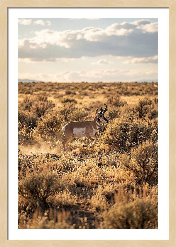 Pronghorn Sprinting Across Prairie